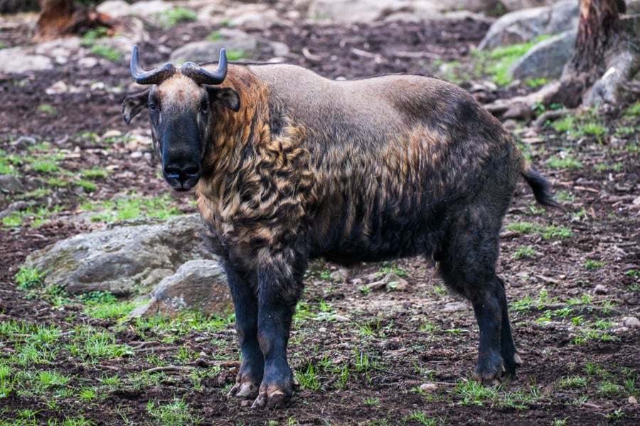 7 Days In Bhutan Travel Itinerary: Best Things To Do & See 7-денний туристичний маршрут по Бутану: найкращі місця, які можна побачити та зробити 18