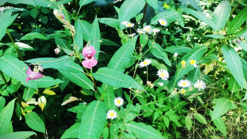 Туризм Буковиця Туристичний маршрут на Буковицю з Трускавця: активний відпочинок в Карпатах 2024.