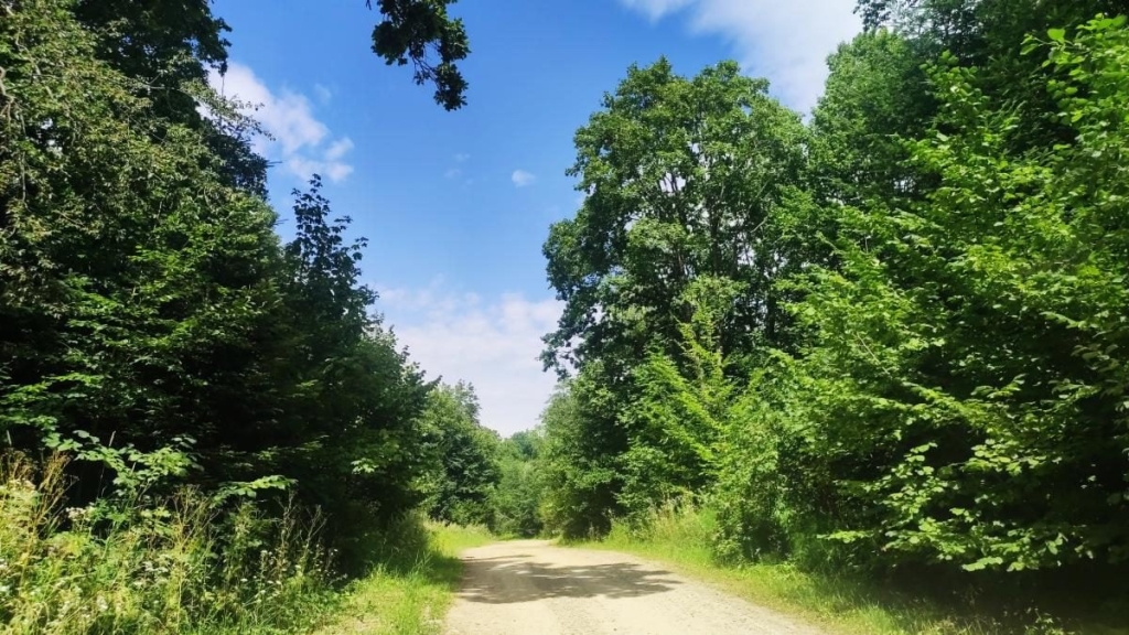 Відпочинок в горах Підйом на гору Буковиця: захоплююча подорож з Трускавця для всієї родини.