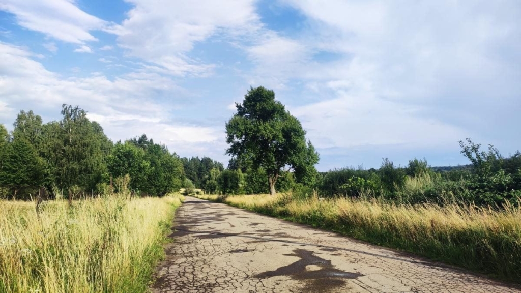 Буковиця: піший маршрут Фото з маршруту на гору Буковиця з Трускавця: мальовничий ліс та природа.