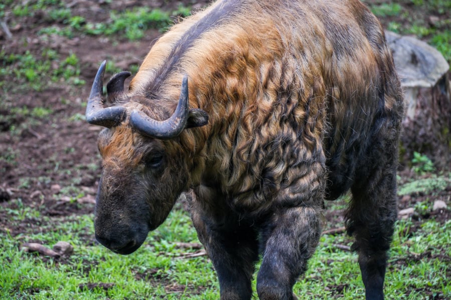 7 Days In Bhutan Travel Itinerary: Best Things To Do & See 7-денний туристичний маршрут по Бутану: найкращі місця, які можна побачити та зробити 17