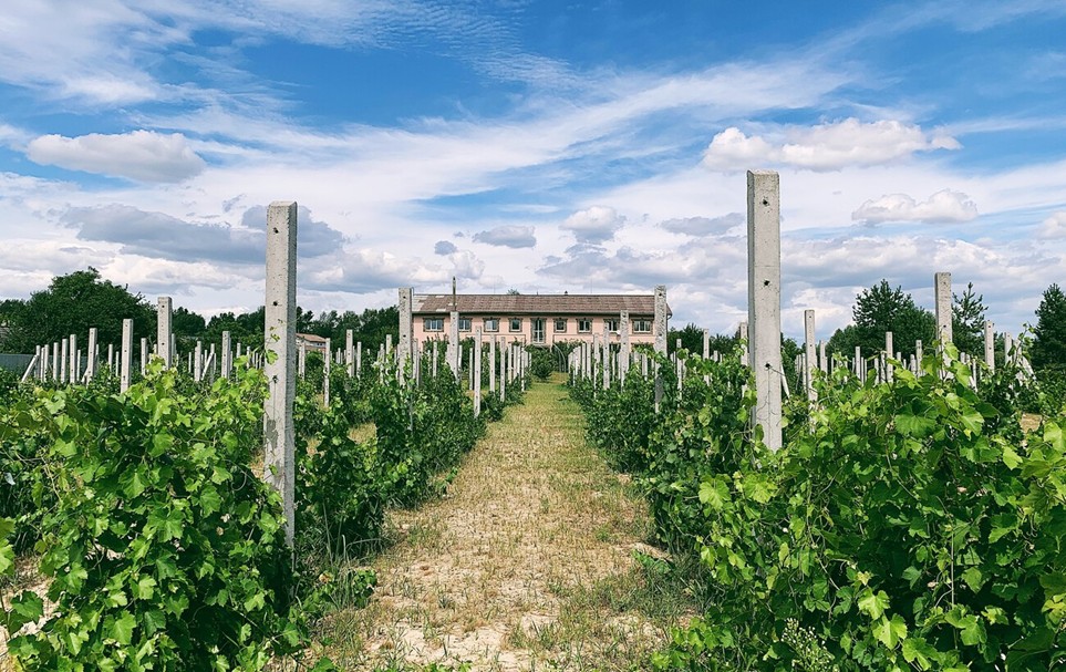 Дегустації, підвали та вечері серед виноградників: топ-локації для винного туризму в Україні Дегустації, підвали та вечері серед виноградників: топ-локації для винного туризму в Україні 5
