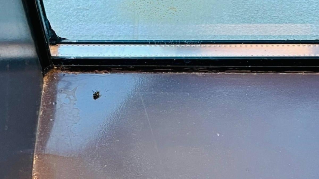 Інший Єгипет: північне узбережжя запрошує українців, але ще не навчилось, як нам догодити 82 Інший Єгипет: північне узбережжя запрошує українців, але ще не навчилось, як нам догодити