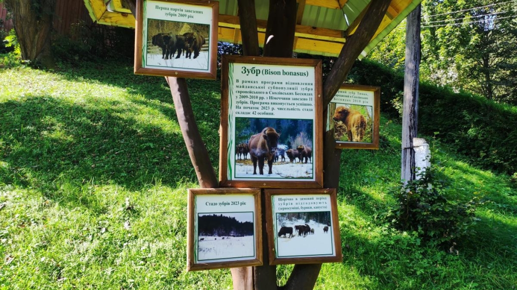 Майдан: колись процвітаюче село на Львівщині, нині ніби застигло у часі (фоторепортаж) 11 Взимку в село Майдан спускаються зубри / фото Марина Григоренко