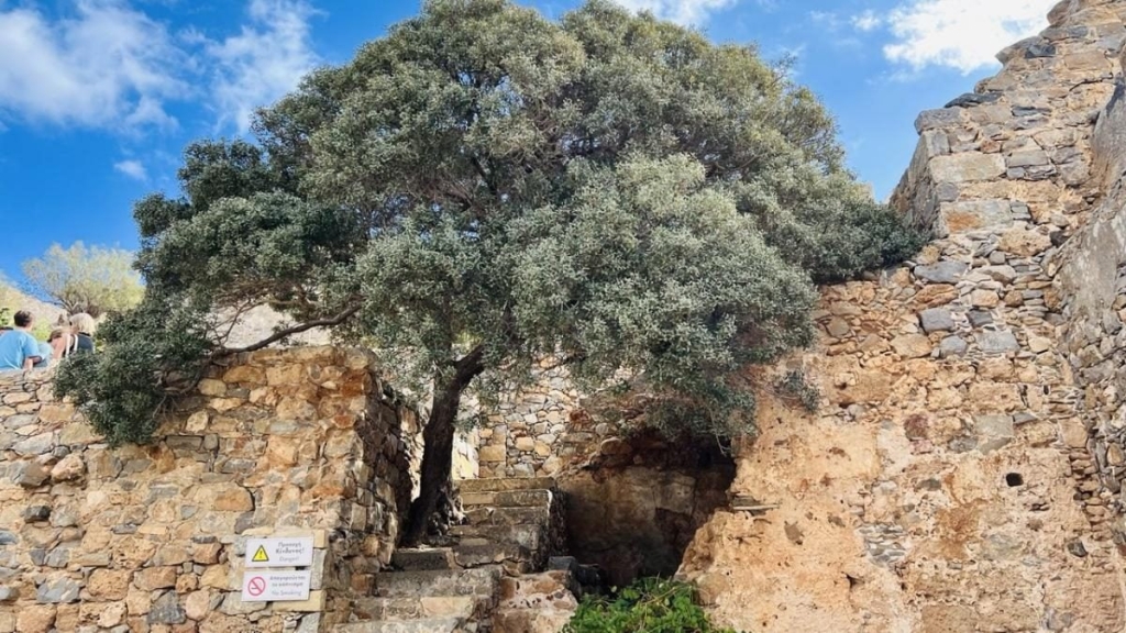 Сонячний Крит: тепле море та смак знаменитих грецьких оливок 8 Сонячний Крит: тепле море та смак знаменитих грецьких оливок