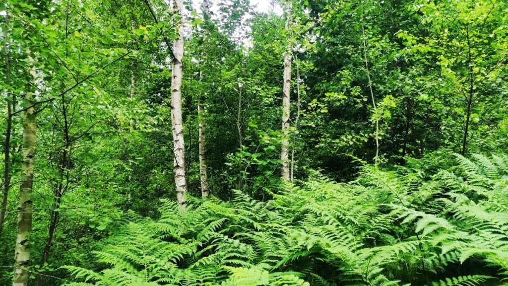 Татарів: тихий рай між галасливими Яремче та Буковелем 42 Пробиратися доводиться такими хащами / фото Марина Григоренко
