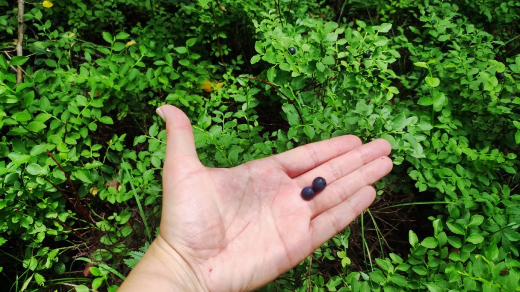 Татарів: тихий рай між галасливими Яремче та Буковелем 40 Біля Татарова багато чорники / фото Марина Григоренко