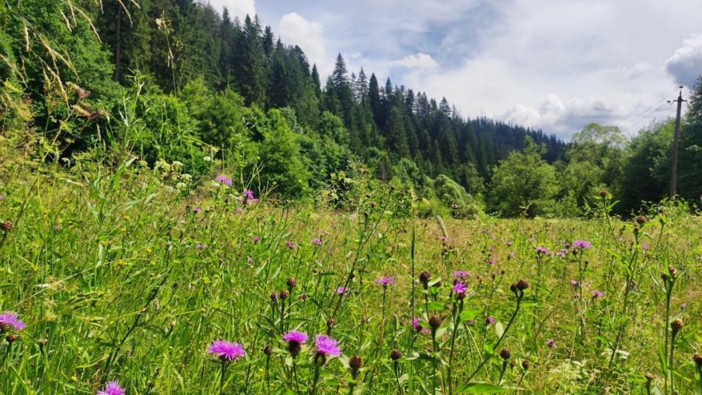Татарів: тихий рай між галасливими Яремче та Буковелем 7 Татарів: тихий рай між галасливими Яремче та Буковелем