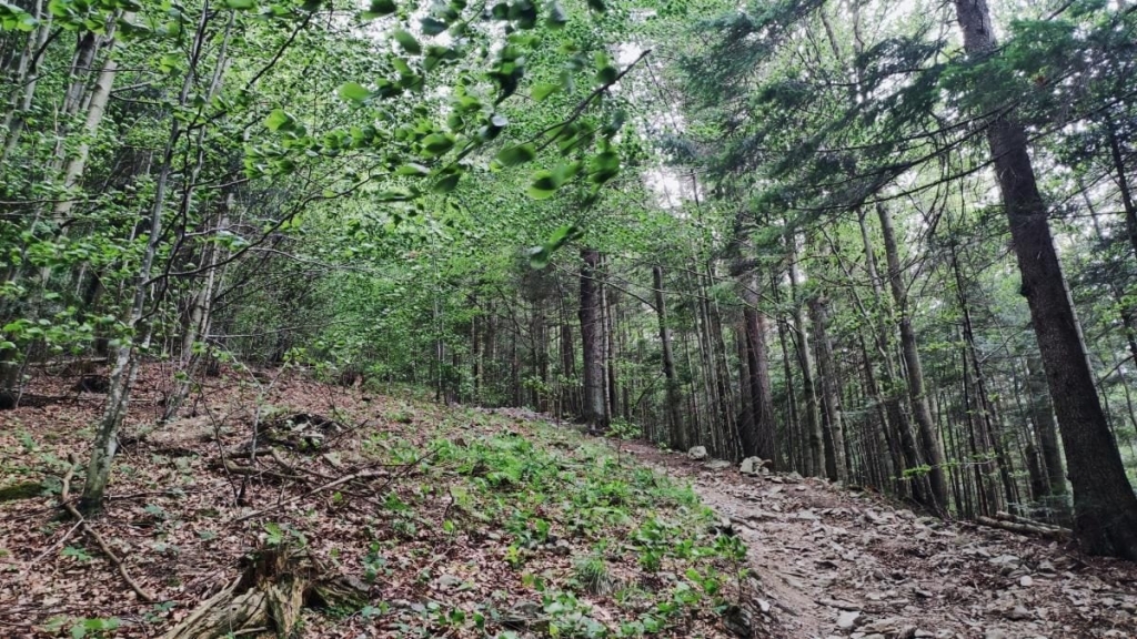 Татарів: тихий рай між галасливими Яремче та Буковелем 22 Татарів: тихий рай між галасливими Яремче та Буковелем