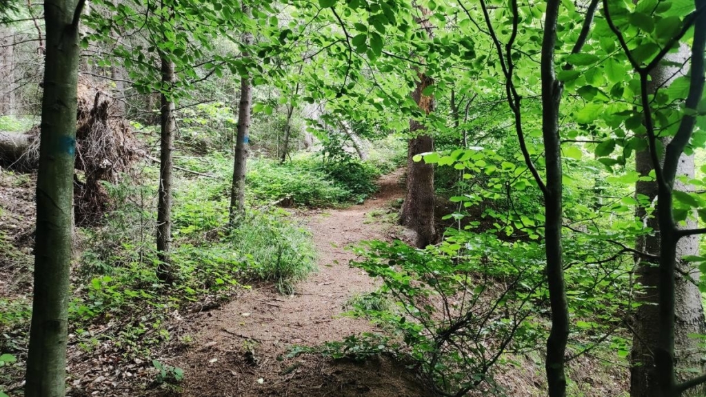 Татарів: тихий рай між галасливими Яремче та Буковелем 41 Часто наявні маршрути вже давно позаростали / фото Марина Григоренко