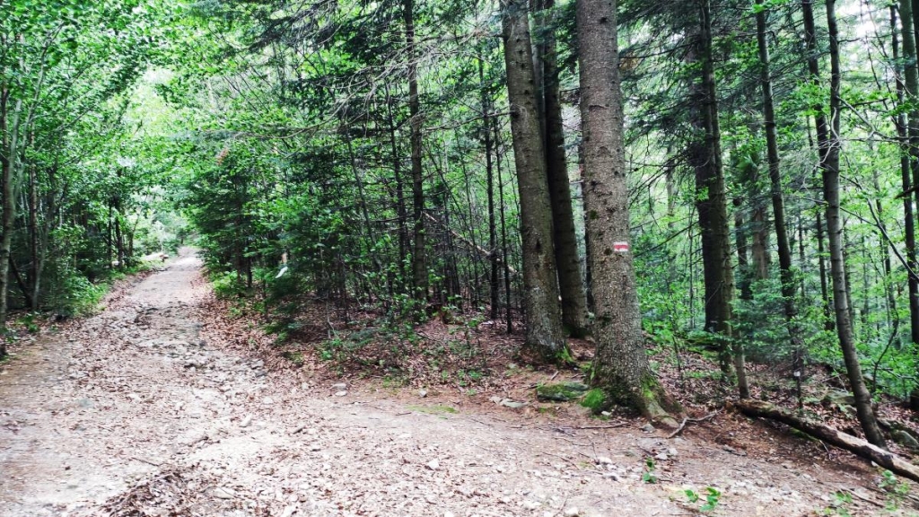 Татарів: тихий рай між галасливими Яремче та Буковелем 39 В Татарові погано розмарковані туристичні маршрути / фото Марина Григоренко