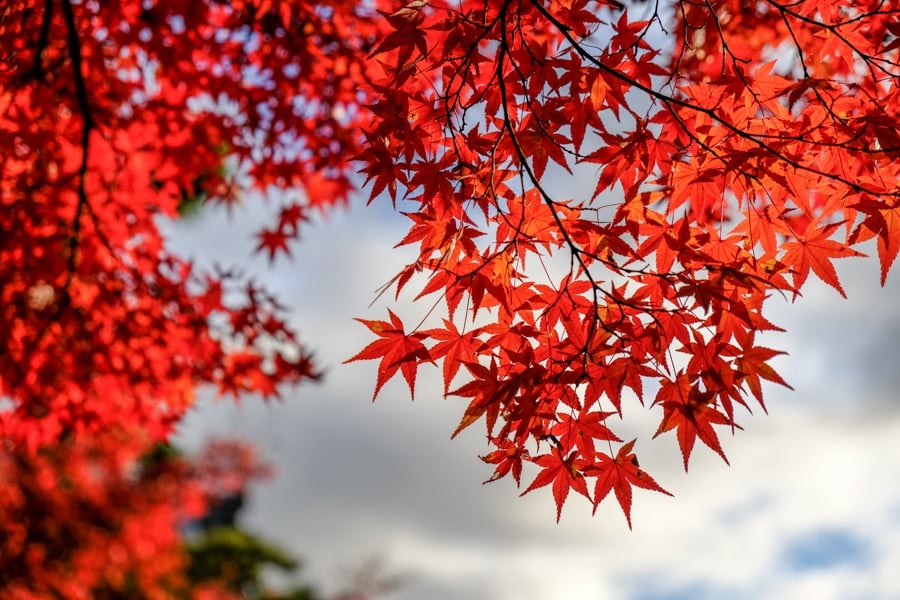 13 Best Traditional Shrines & Temples To Visit In Japan 13 найкращих традиційних святилищ та храмів для відвідування в Японії 22