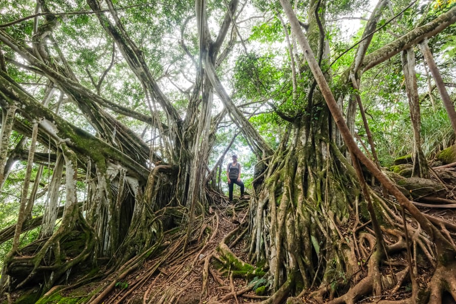 Дот Оаху: історичний вид Вид на один з дотів Другої світової війни на Оаху під час походу.