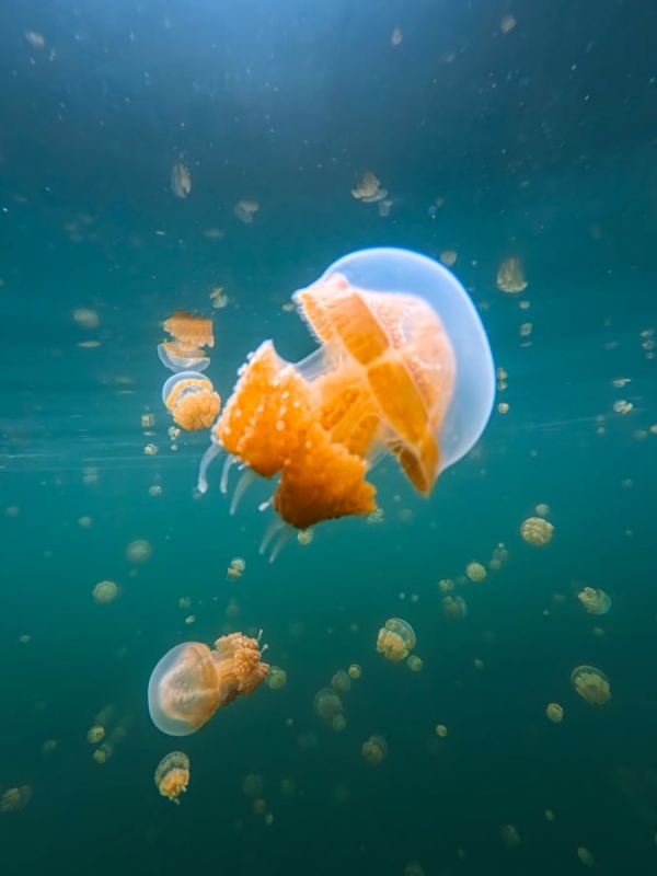 Житло в Місул Традиційне житло на палях у Місул, Раджа Ампат, Індонезія.