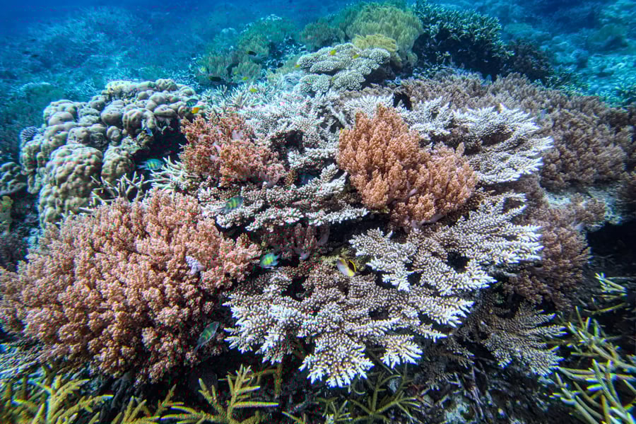 Пляжі Місул: Відпочинок Пляж з білим піском та кришталево чистою водою в Місул, Раджа Ампат.
