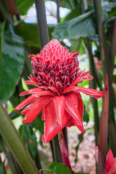Відпочинок у гамаку Туристи відпочивають в гамаках у таборі під час трекінгу до Загубленого міста