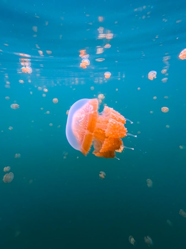 Дитинство на Місул Місцеві діти граються на березі моря на острові Місул, Раджа Ампат