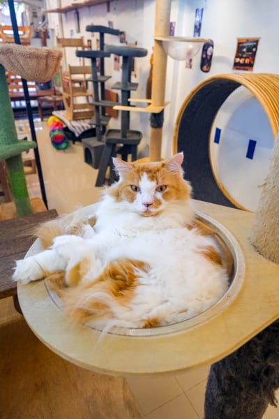 Ринок в Санурі Санур що подивитись: місцевий ринок з фруктами та сувенірами в Санурі, Балі.