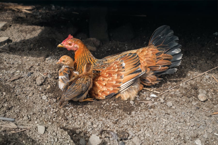 Рутенг: Рисові тераси Рисові тераси в районі Рутенг на острові Флорес, зелені поля