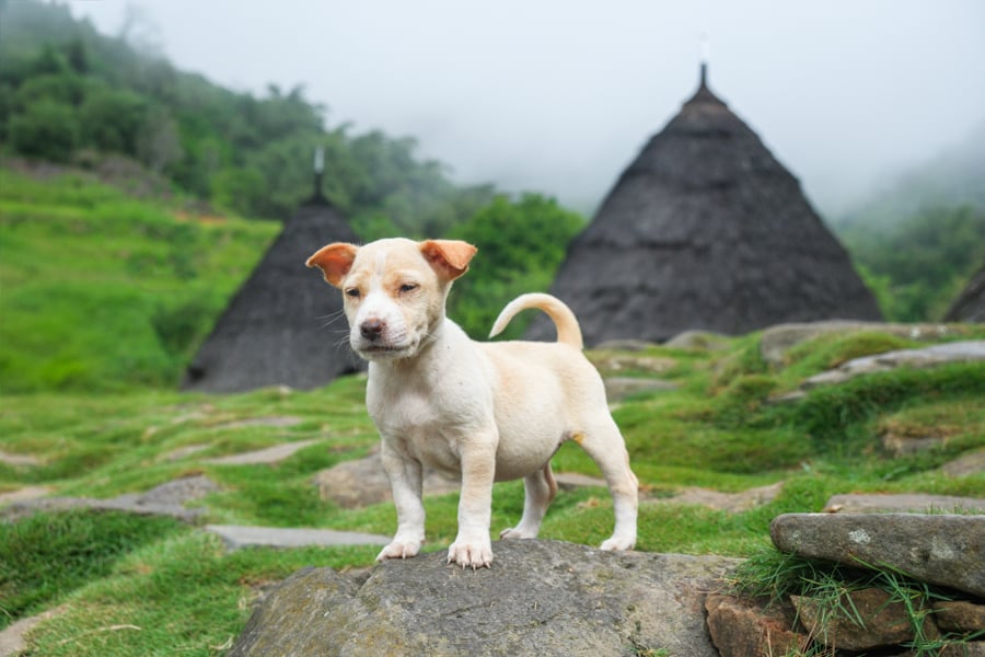 Флорес: дорога пригод Автомобільна подорож Флоресом: мальовничі гірські дороги Індонезії, пригоди на острові
