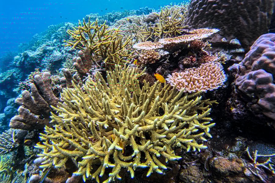 Підводне диво Місул Підводний світ Раджа Ампат, Місул: корали, риби та кришталево чиста вода.