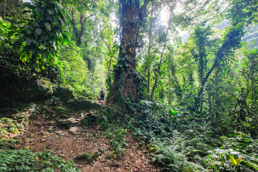 Провідник у джунглях Провідник-індіанець показує шлях в густих колумбійських джунглях