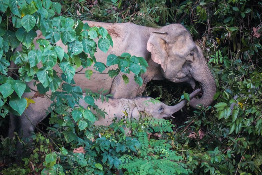 Каное по річці Клонг Сок Туристи на каное досліджують річку Клонг Сок в Таїланді