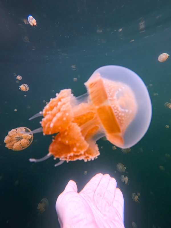 Панорама Місул зверху Вид з висоти на острови Місул, Раджа Ампат, вкриті тропічною рослинністю