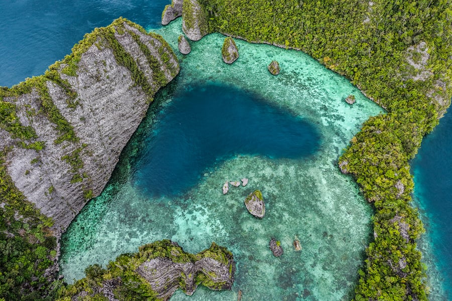 Птахи Місул Екзотичні птахи на гілці дерева в тропічному лісі Місул, Раджа Ампат