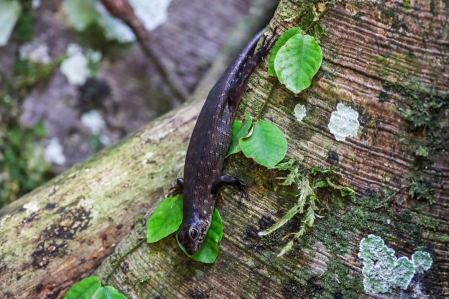 Бангай: Райські пляжі Пляж з білим піском та бірюзовою водою на островах Бангай, Індонезія