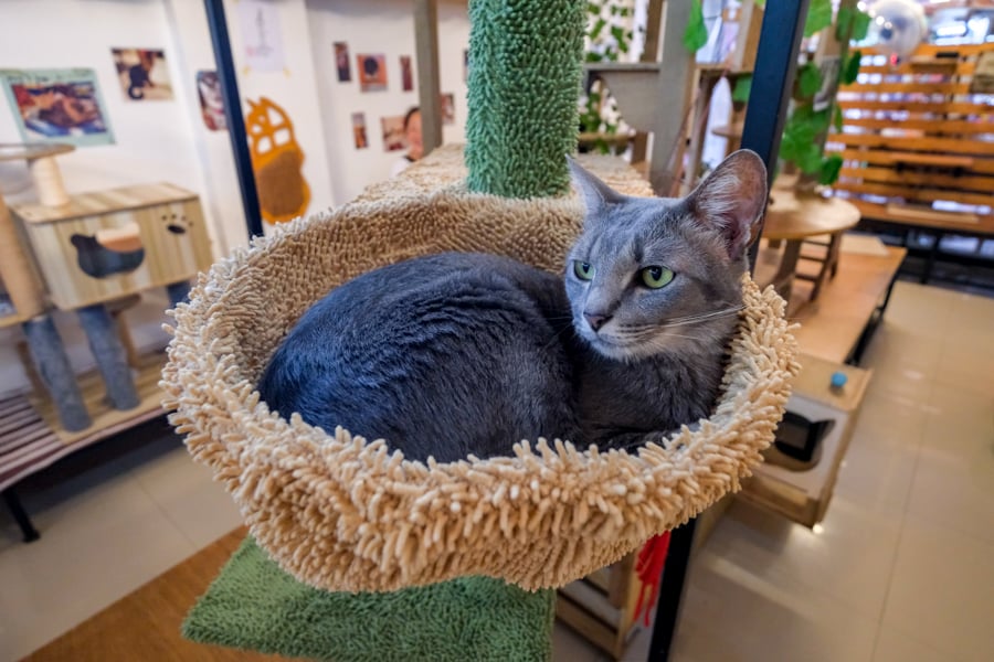 Санур: вид з висоти Туризм в Санурі: вид згори на пляж Санур з човнами та спокійним морем, Балі.