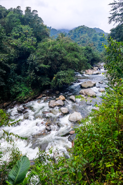 Сходи до історії Кам'яні сходи, що ведуть до Загубленого міста, серед тропічної рослинності