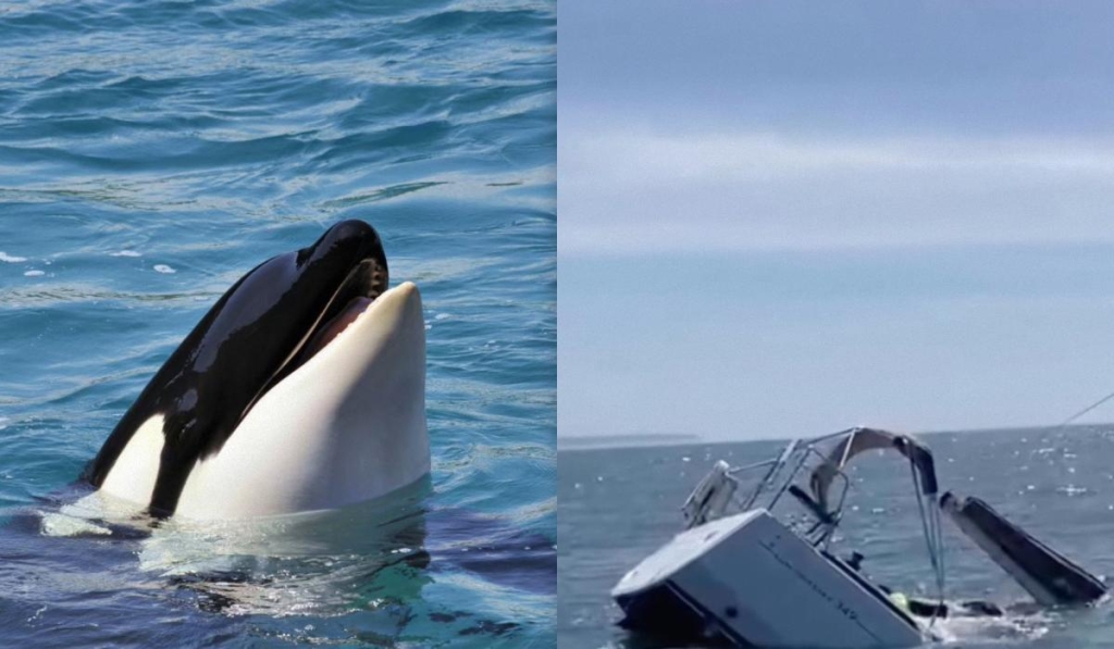 Біля берегів Португалії косатки потопили туристичну яхту (відео) 1 кол