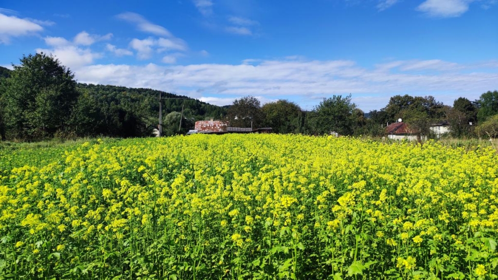 Буковиця влітку: в пошуках мальовничих краєвидів на Львівщині 8 Буковиця влітку: в пошуках мальовничих краєвидів на Львівщині