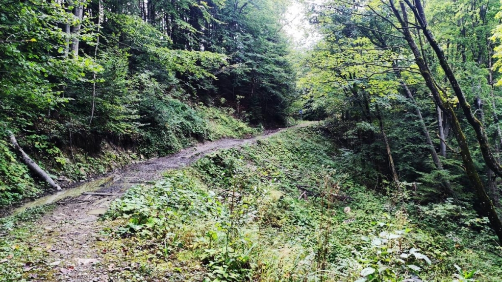 Буковиця влітку: в пошуках мальовничих краєвидів на Львівщині 14 Наприклад, є й такі ділянки / фото Марина Григоренко