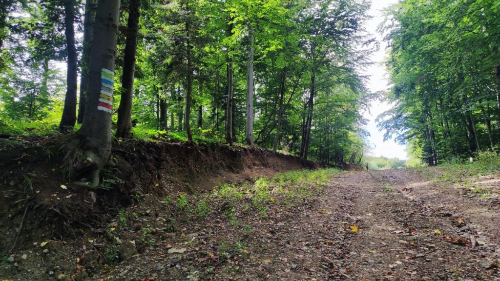 Буковиця влітку: в пошуках мальовничих краєвидів на Львівщині 9 Розмітка на маршруті від Буковиці на Цюхів Діл / фото Марина Григоренко