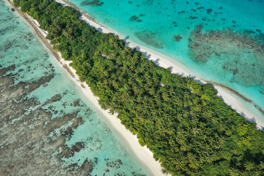 Дайвінг з акулами Дігурах Дайвінг на Дігурасі: плавання з китовими акулами, Мальдіви.
