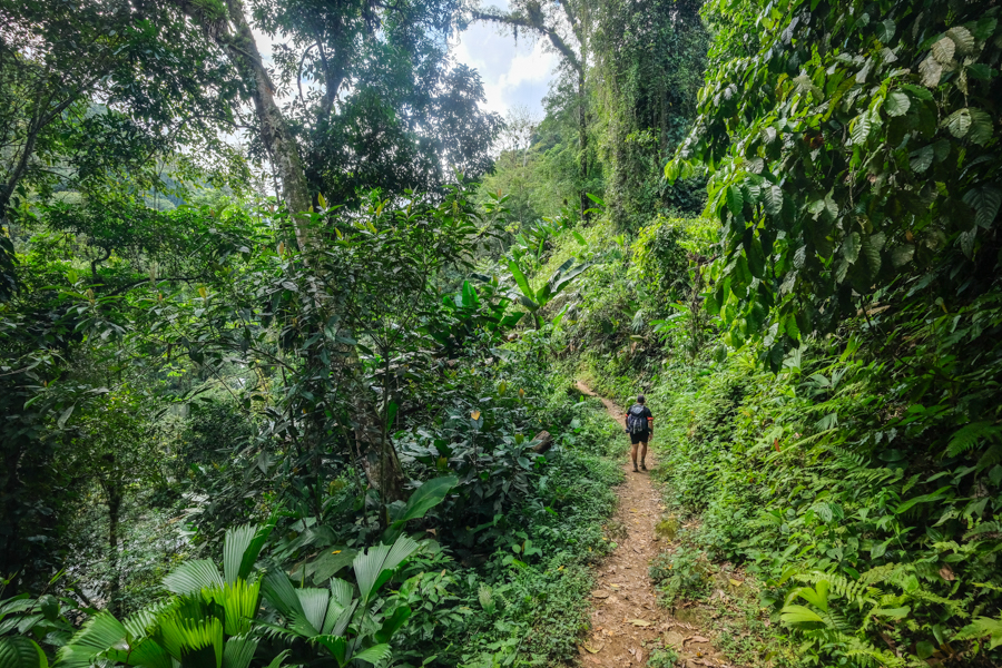 Пейзажі Сьєрра-Невади Вид на зелені пагорби Сьєрра-Невада-де-Санта-Марта під час походу