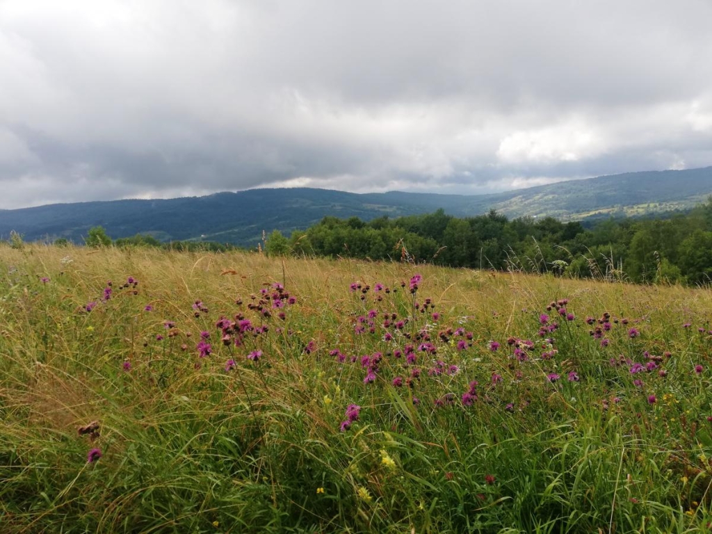 Чи доречна відпустка під час війни, та щоб нікого не образити 8 Природа біля Трускавця та Орова / фото Марина Григоренко