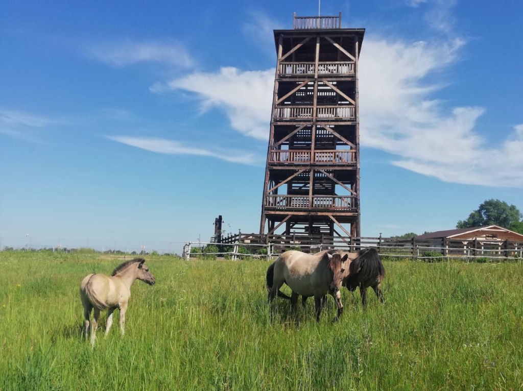 Чи доречна відпустка під час війни, та щоб нікого не образити 6 Чернігівщина вже почала запрошувати туристів – наприклад, парк природи "Беремицький" / фото Марина Григоренко