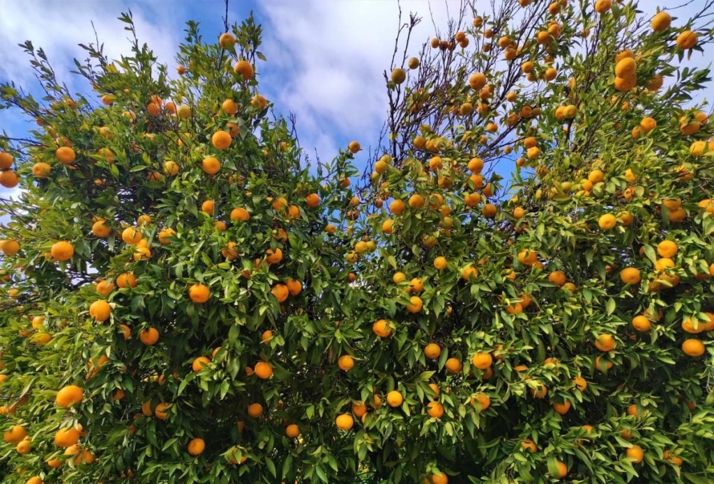 Чим дивує Кіпр взимку: різдвяні селища, прогулянки без палючого сонця і релакс в СПА 20 Чим дивує Кіпр взимку: різдвяні селища, прогулянки без палючого сонця і релакс в СПА