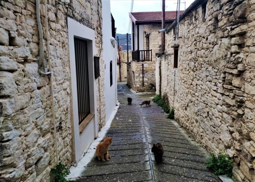 Чим дивує Кіпр взимку: різдвяні селища, прогулянки без палючого сонця і релакс в СПА 25 Чим дивує Кіпр взимку: різдвяні селища, прогулянки без палючого сонця і релакс в СПА