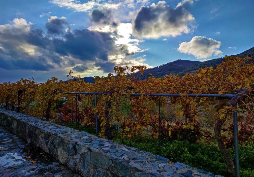 Чим дивує Кіпр взимку: різдвяні селища, прогулянки без палючого сонця і релакс в СПА 64 На Кіпрі росте 16 "корінних" сортів винограду / фото Марина Григоренко