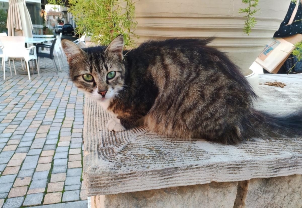 Чим дивує Кіпр взимку: різдвяні селища, прогулянки без палючого сонця і релакс в СПА 10 Чим дивує Кіпр взимку: різдвяні селища, прогулянки без палючого сонця і релакс в СПА