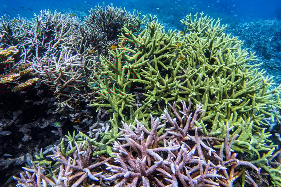 Величні острови Місул Скелясті острови Місул, Раджа Ампат, вкриті тропічним лісом.