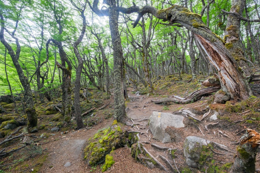 Патагонська велич Патагонія: гірський пейзаж з льодовиком Уемуль на задньому плані