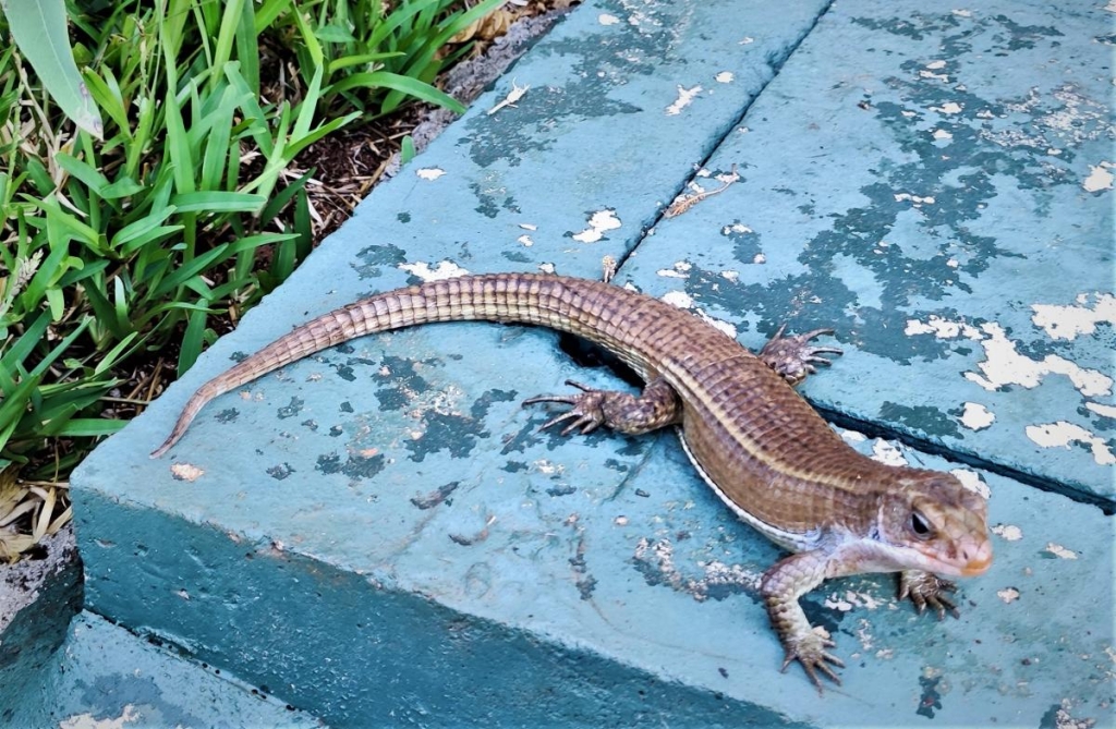 Досліджуючи Занзібар, частина 1: острів щасливих людей та вічного літа 32 Наприклад, на Занзібарі легко можна зустріти такого красеня / фото Марина Григоренко