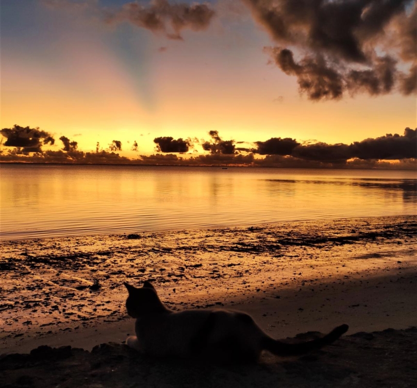 Досліджуючи Занзібар, частина 1: острів щасливих людей та вічного літа 33 Котики Занзібару / фото Марина Григоренко