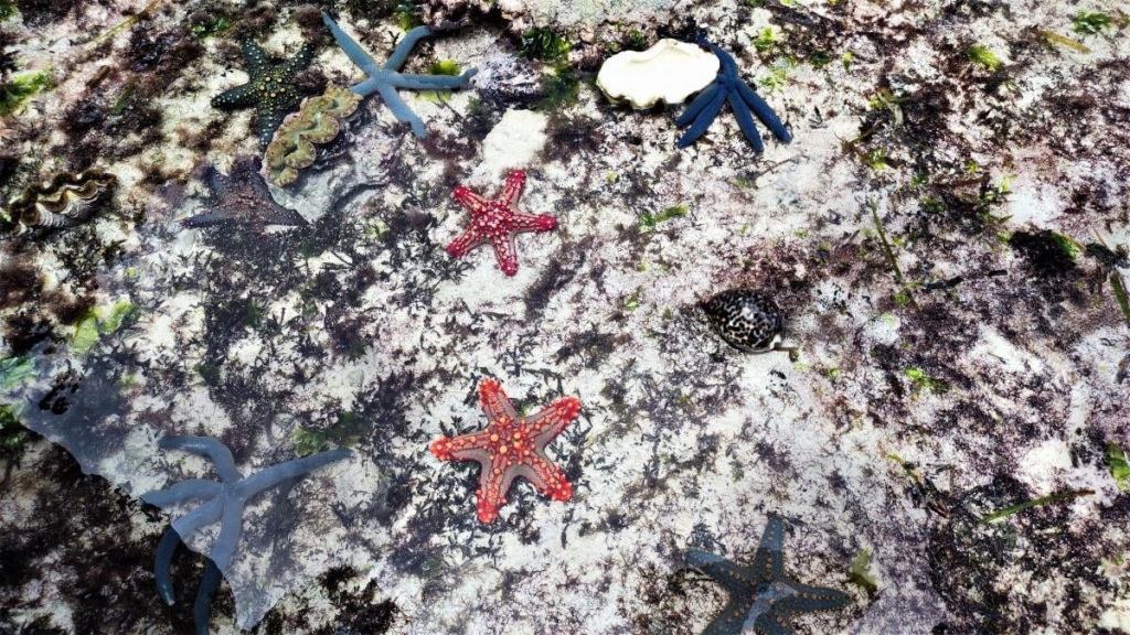 Досліджуючи Занзібар, частина 2: справжнє африканське сафарі та Фредді Мерк'юрі 32 Морські зірки на Mtende beach / фото Марина Григоренко