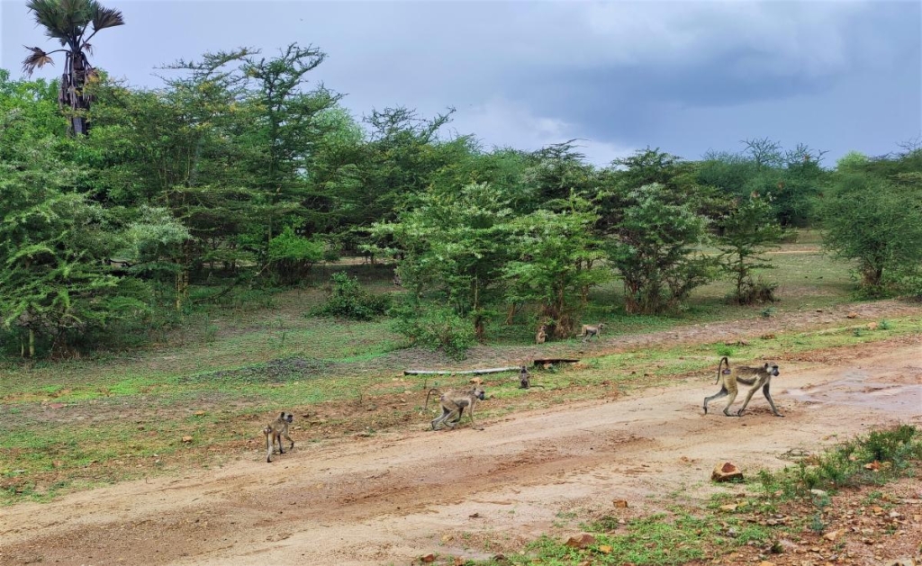 Досліджуючи Занзібар, частина 2: справжнє африканське сафарі та Фредді Мерк'юрі 3 Ось такі ось мешканці сафарі-парку Селус / фото Марина Григоренко